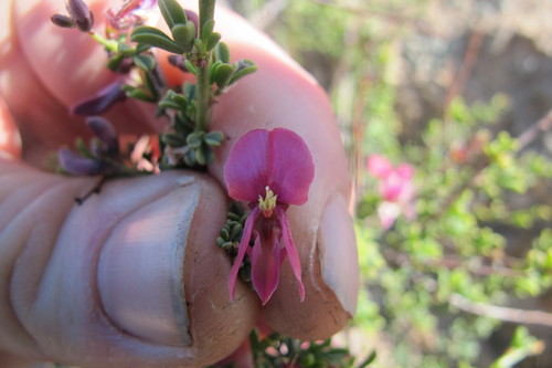 Image of Indigofera spinescens by (c) James Deacon, some rights reserved (CC BY-SA)