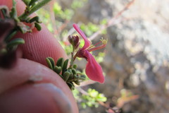 Indigofera spinescens
