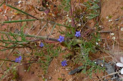 Wahlenbergia prostrata