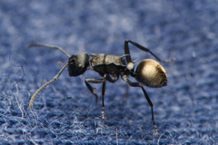 Polyrhachis mjobergi