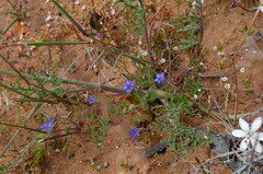 Wahlenbergia prostrata