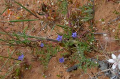 Wahlenbergia prostrata