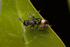Polyrhachis mjobergi