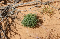 Albuca spiralis