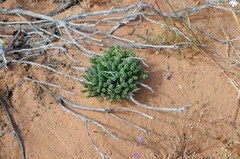 Albuca spiralis