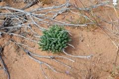 Albuca spiralis