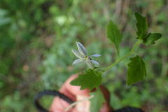 Lobelia pubescens incisa