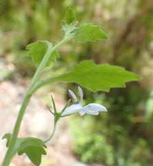 Lobelia pubescens incisa