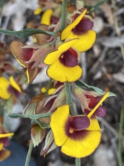 Bossiaea ornata