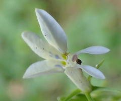 Lobelia pubescens incisa