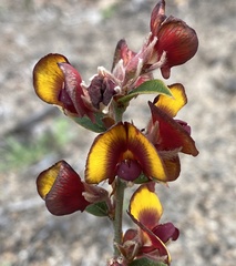 Bossiaea ornata