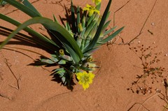 Ferraria flava