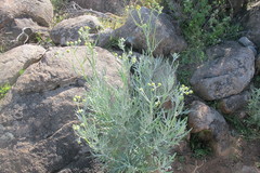 Senecio cinerascens