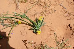 Ferraria flava