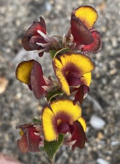 Bossiaea ornata