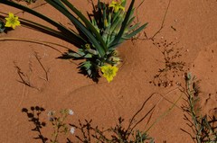 Ferraria flava