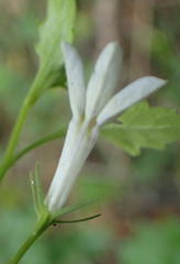 Lobelia pubescens incisa