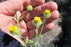 Senecio cinerascens