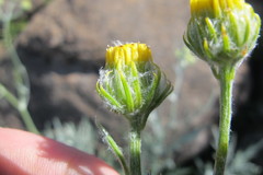 Senecio cinerascens