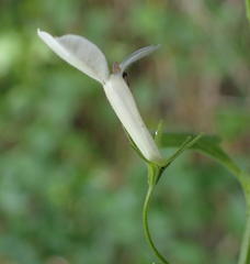 Lobelia pubescens incisa