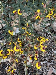 Bossiaea ornata