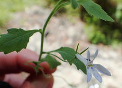 Lobelia pubescens incisa