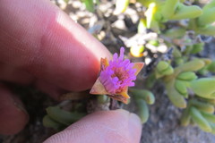 Schlechteranthus connatus