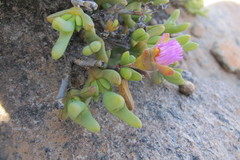 Schlechteranthus connatus