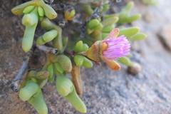 Schlechteranthus connatus