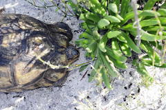 Tylecodon grandiflorus