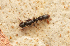 Platythyrea parallela