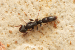 Platythyrea parallela