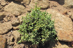 Schlechteranthus connatus