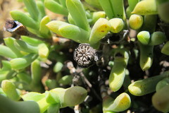 Schlechteranthus connatus