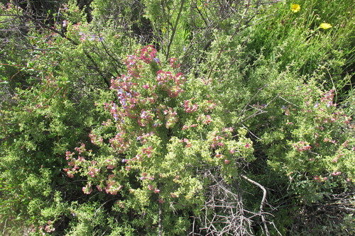 Image of Salvia dentata by (c) James Deacon, some rights reserved (CC BY-SA)