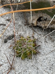 Melocactus violaceus violaceus
