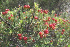 Phylica oleifolia