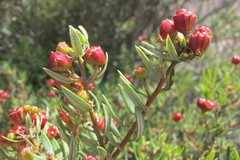 Phylica oleifolia