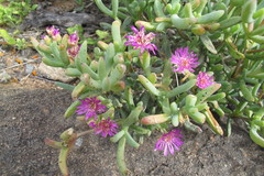 Leipoldtia schultzei
