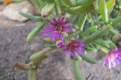 Leipoldtia schultzei