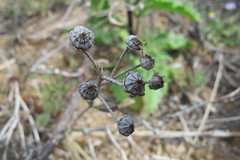 Leipoldtia schultzei
