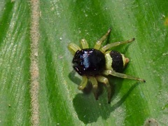 Pystira ephippigera
