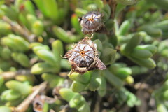 Schlechteranthus connatus