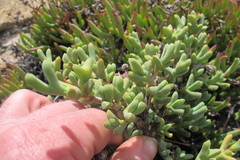 Schlechteranthus connatus