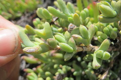 Schlechteranthus connatus