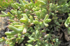 Schlechteranthus connatus