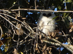 Asio madagascariensis