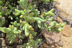 Schlechteranthus connatus