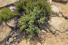 Schlechteranthus connatus