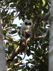 Asio madagascariensis